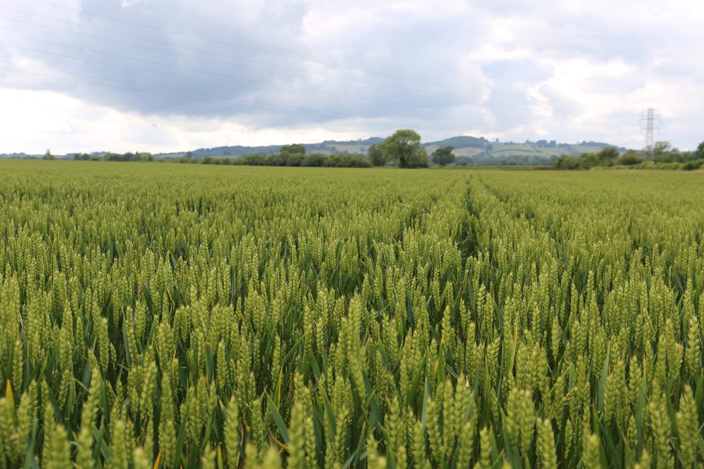 Wheat established using the Mzuri system